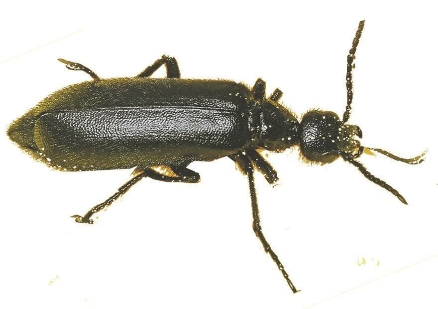 حشرة الخريف، المعروفة أيضًا بحشرة الزرنيخ أو الفساية Blister Beetle، هي حشر